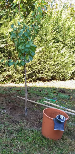 Trädgårdsarbete Oktober Plantering Ung Aprikos Sorten Reale Imola — Stockfoto