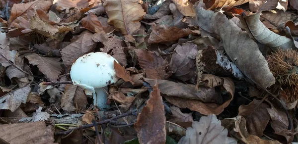 Sluiten Van Het Struikgewas Herfst Droge Bladeren Paddenstoelen — Stockfoto