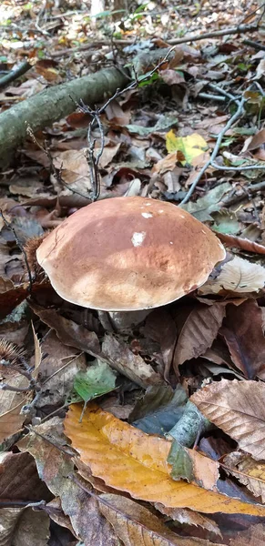 Porcini Houby Kulinářské Potěšení Mnoha Evropských Zemí Fotografie Pořízená Apeninách — Stock fotografie