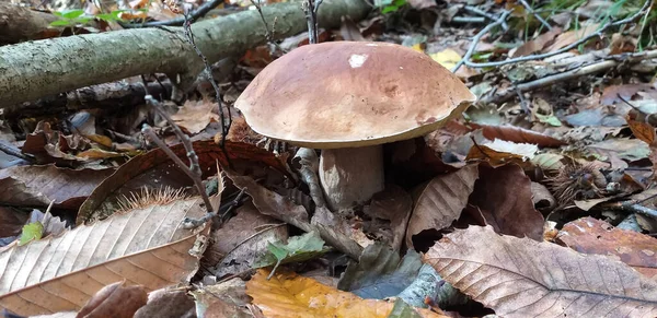 Гриби Porcini Кулінарне Задоволення Багатьох Європейських Консульств Фотографія Зроблена Апеннінах — стокове фото