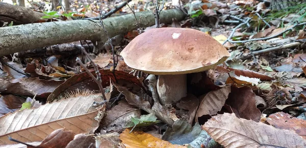 Гриби Porcini Кулінарне Задоволення Багатьох Європейських Консульств Фотографія Зроблена Апеннінах — стокове фото