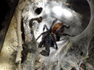 tarantula örümceği