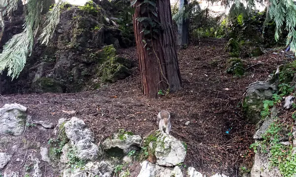 Ardilla en el bosque — Foto de Stock