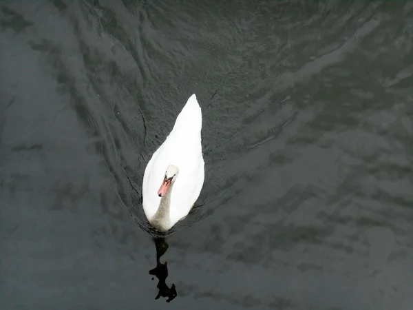 Ganso em um lago — Fotografia de Stock