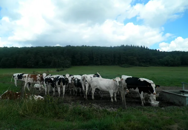 Пачка коров — стоковое фото