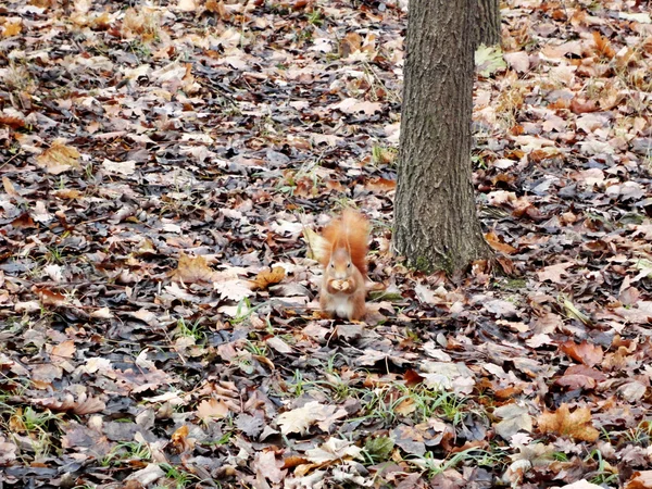 Wiewiórka w lesie — Zdjęcie stockowe