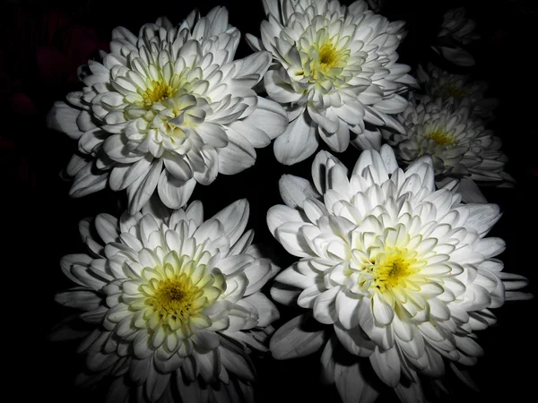 Five white flowers, black background