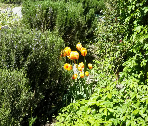 Tulipanes amarillos en el jardín — Foto de Stock