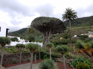 Bin yaşındaki ejderha ağaç Tenerife, Kanarya Adaları, İspanya