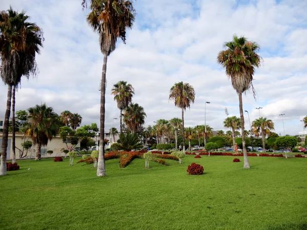 Parque en Tenerife, Islas Canarias, España — Foto de Stock