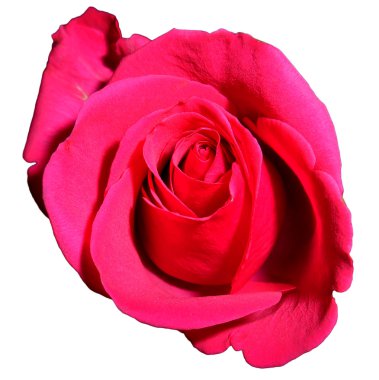 Pembe gül, izole edilmiş.
