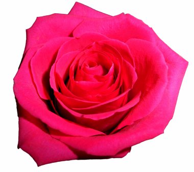 Pembe gül, izole edilmiş.