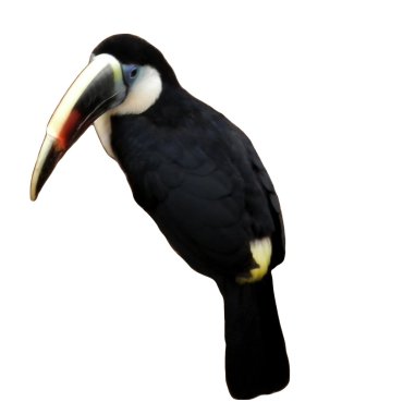 Siyah Tucan renkli Gaga, Izole