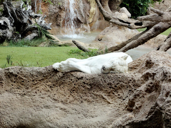 White Tiger sleeping