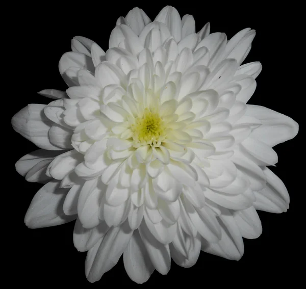Flor blanca, aislado, fondo negro — Foto de Stock