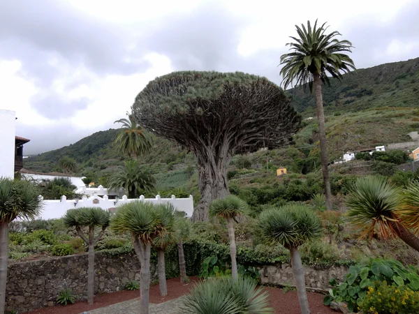 Dragon Tree à Tenerife, Îles Canaries, Espagne — Photo