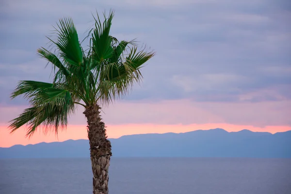 Sunset behind a palm tree