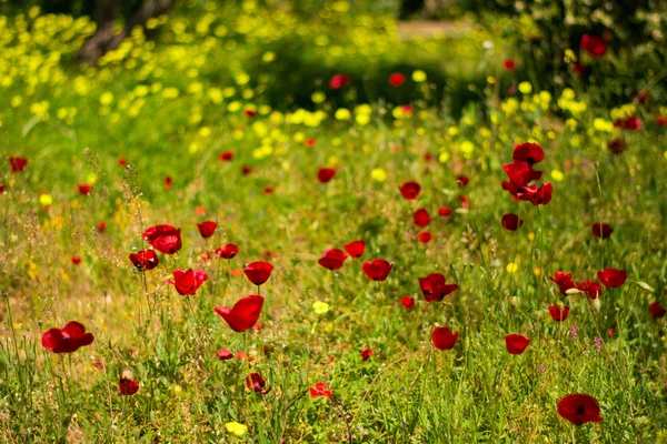 Flores de amapola en el prado — Foto de Stock