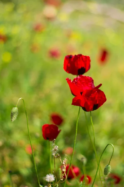 Flores de amapola en el prado — Foto de Stock