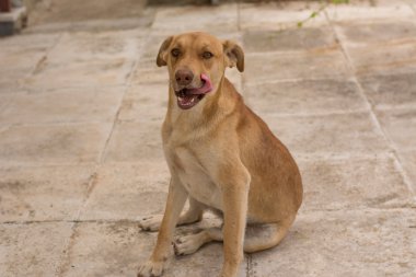 Kahverengi köpek açık havada