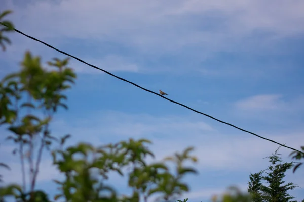 Pidgeon on a wire — Stock Photo, Image