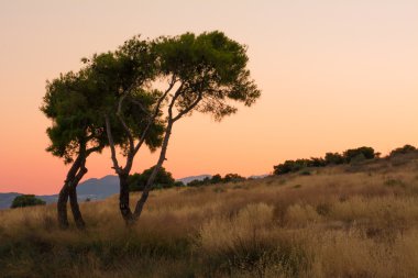 Ağacın önünde günbatımı