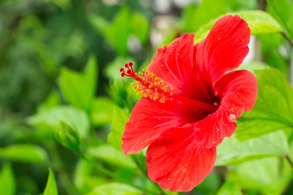 Rode hibiscus op onscherpe achtergrond — Stockfoto
