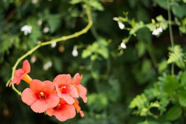 Flor da bigonia — Fotografia de Stock