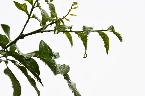 Wassertropfen auf orangefarbenem Jesaminblatt nach dem Regen — Stockfoto