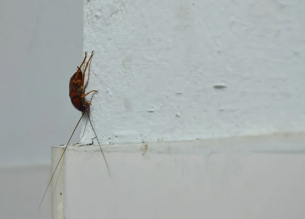 Kakkerlak crawl op toilet muur — Stockfoto