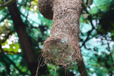 parkta asılı kuş yuva