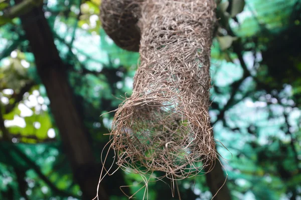 parkta asılı kuş yuva