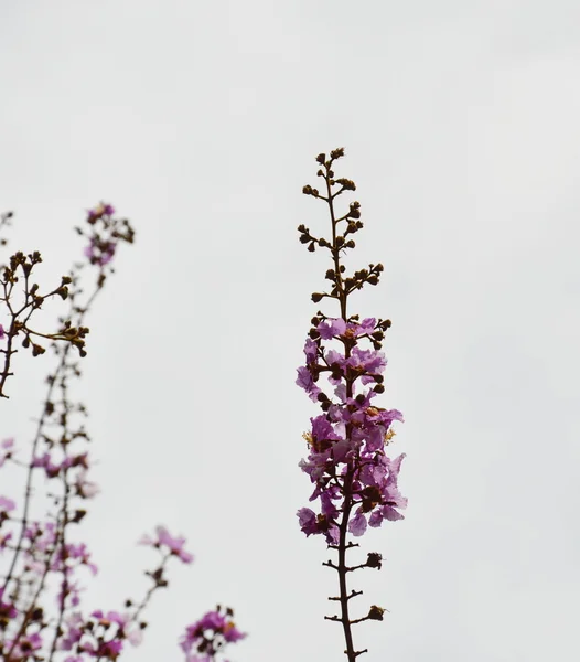 Королева квітка на фоні неба — стокове фото