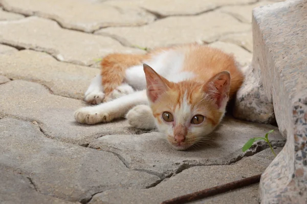 Yavru kedi tuğla yere yat — Stok fotoğraf