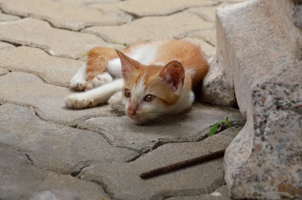 Turuncu yavru kedi tuğla yere yat — Stok fotoğraf