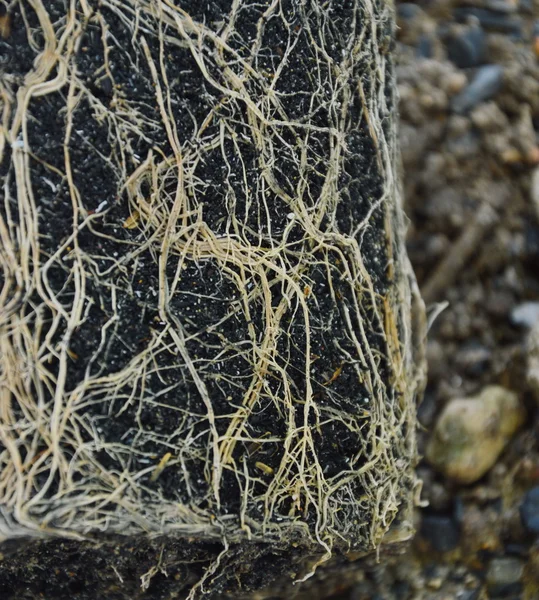 Root of glow plant in dirt — Stock Photo, Image