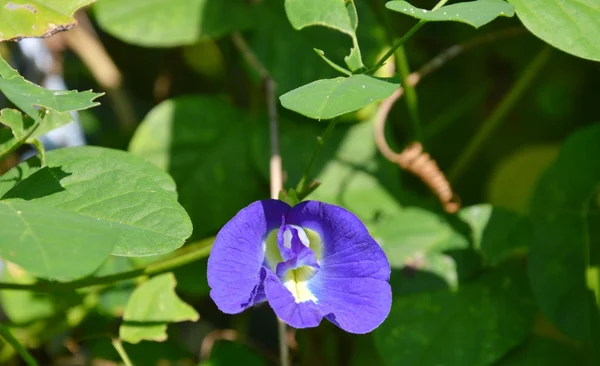 Schmetterlingserbse im Garten im Hinterhof — Stockfoto