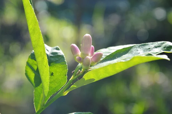 Tilleul fleuri dans le jardin arrière-cour — Photo