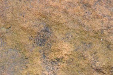 taş arka plan ve bahçe doku