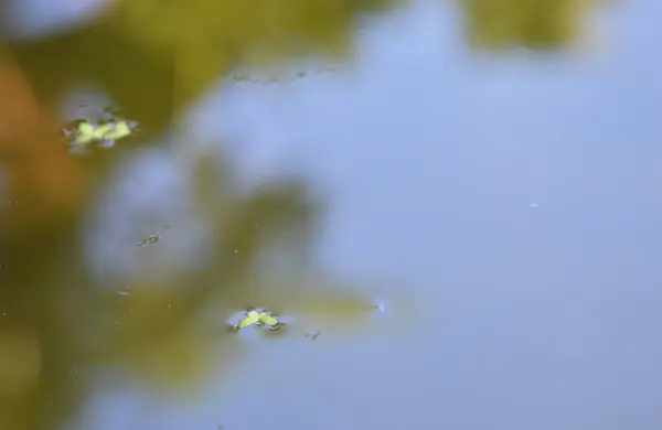 Pato daninha flutuando em água parada na piscina — Fotografia de Stock