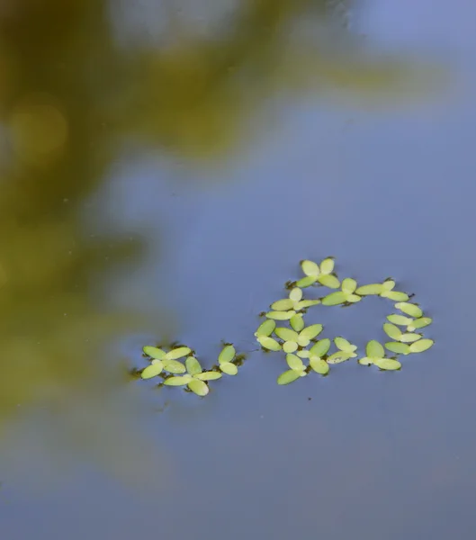 水蕨漂浮在水池上 — 图库照片