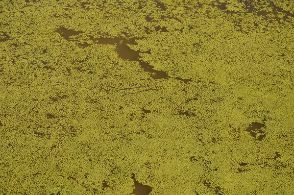 Havuzun üzerinde yüzen duckweed — Stok fotoğraf
