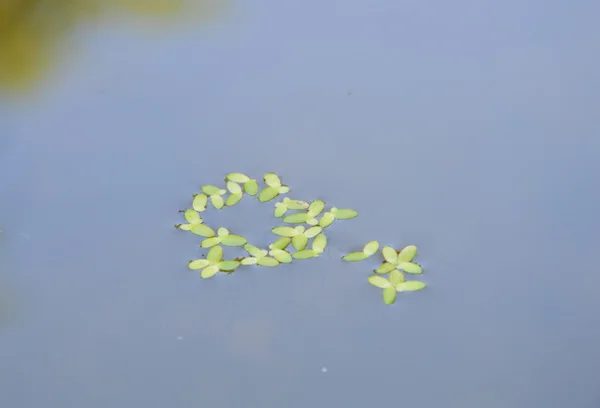 Helecho de agua flotando sobre agua quieta en la piscina —  Fotos de Stock