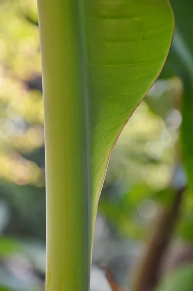 Banan gren och blad i bakgård trädgård — Stockfoto