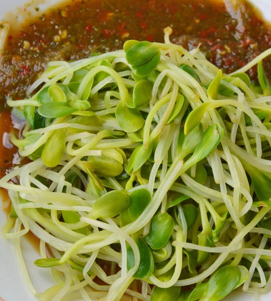Soft boiled sunflower sprouts dressing Thai spicy sauce on dish — Stock Photo, Image