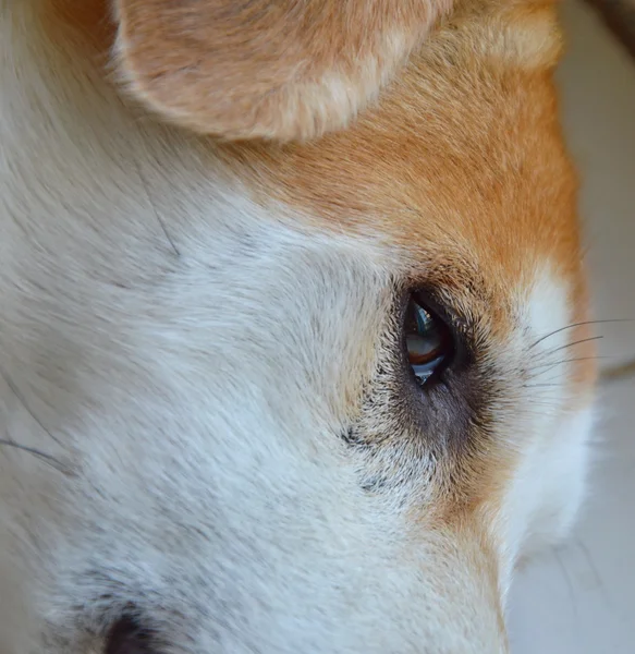 Perro somnoliento en casa piso —  Fotos de Stock