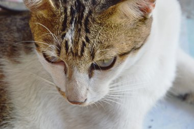 kedi düşük baş aşağı