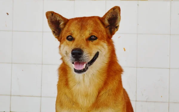 Köpek gülümseyen ve beyaz döşeme duvar arka planı gibi görünüyor — Stok fotoğraf