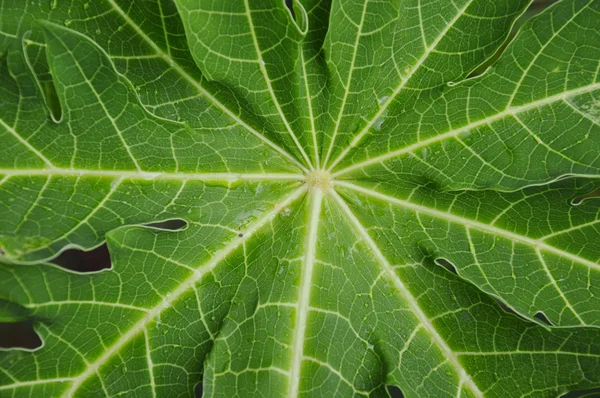 Papaya blad textur i bakgård trädgård — Stockfoto