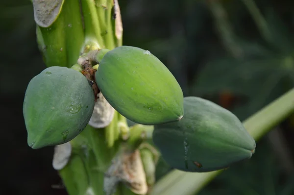 Papaya en la rama — Foto de Stock